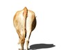 vache : croupe d'une vache