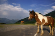 le cheval sur la route
