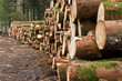 Felled pine trees