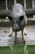 Hängebauchschwein