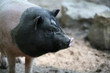Schweineporträt