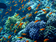 Underwater landscape with Scalefin Anthias. Red Sea