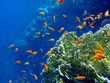 Underwater landscape