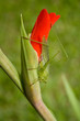 Grasshopper on a flower Grasshopper on a flower