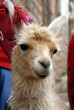 Peruvian Llama Peruvian Llama