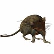 Ratte