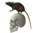 Ratte auf Schädel