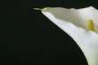 calla lily close-up
