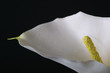 calla lilly