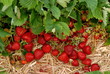 Erdbeeren Erdbeeren