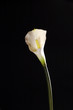 lilly