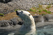 white bear