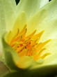 nymphaea