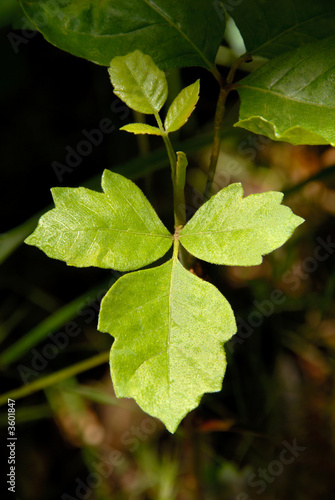 Photo: Detail of Western North American Poison Oak Leaves Detail of Western North American Poison Oak Leaves