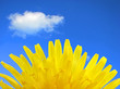 Close up of dandelion looking like the sun.