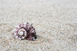 Shell