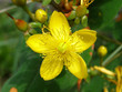 hypericum