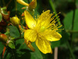hypericum