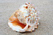 Shell