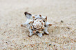 Shell