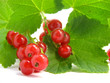 red currant