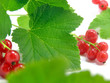 branch of rype by red currant isolated