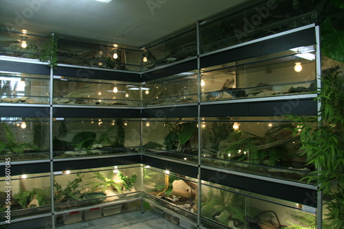 terrarium de serpent