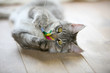Cute gray kitten lying on a wooden floor playing with it's toy Cute gray kitten lying on a wooden floor playing with it's toy
