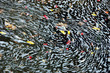 Wasser Muster