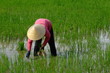 riziere, vietnam riziere, vietnam