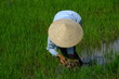 riziere, vietnam