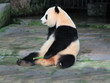 Giant Panda