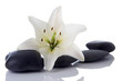 madonna lily and spa stone on white madonna lily and spa stone on white