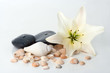madonna lily spa stones and sea shell on white madonna lily spa stones and sea shell on white