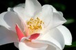 Camelia
