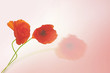 coquelicots n°2