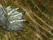 patte de tortue