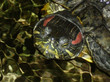 tête de tortue