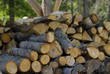 Foto: wood wood