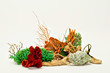 Coral & Seaweed 04