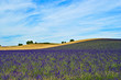  Valensole