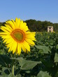 sunny day