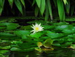 seerose