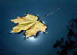 Fall leaf floating in water with sunlight reflecting around it