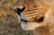 Lion face