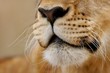 Lion face