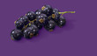 Black currant on purple Black currant on purple