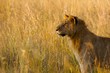 Majestic lion