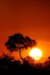 Sunset with tree silhouette