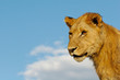 Lion with blue sky